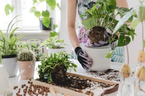 Home Gardening Essentials