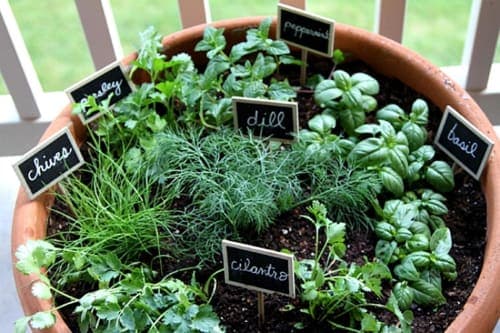 Herb Growing Basics